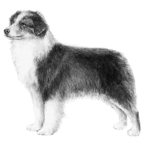 Dog Images