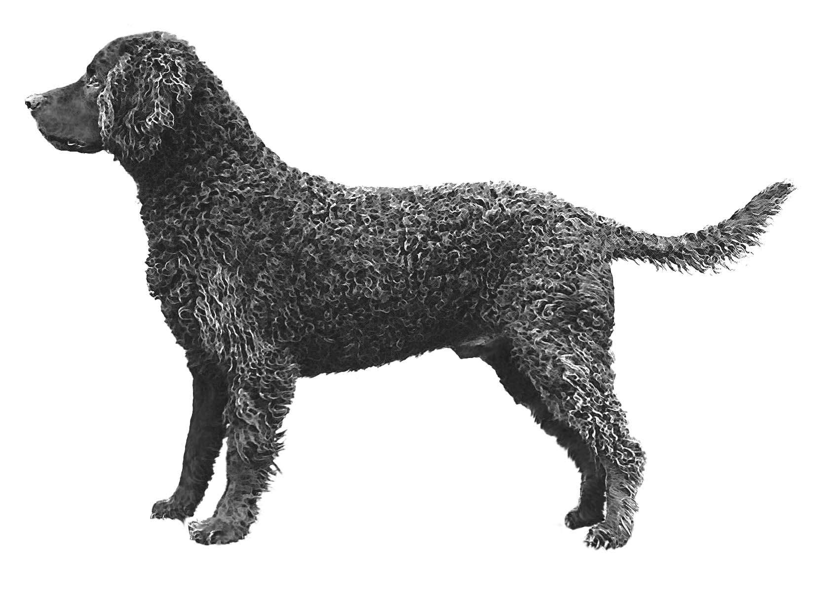 Dog Images