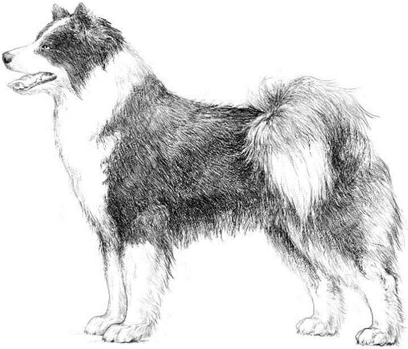 Dog Images