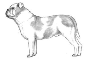 Dog Images
