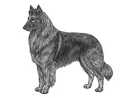 Dog Images